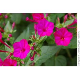 Mirabilis pink