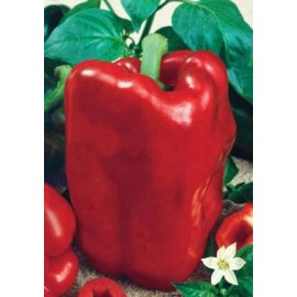 Sweet pepper Bogatyr