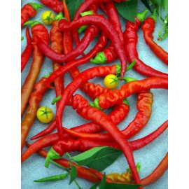 Hot peper ram's horn