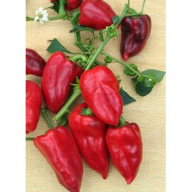 Sweet pepper Siberia