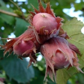 Red-leaf hazelnut