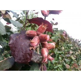 Red-leaf hazelnut