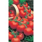Tomato Siberian precocious