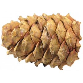Cedar seed cone