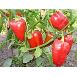Sweet pepper Anastasia