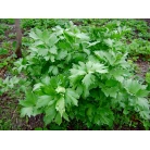 Lovage