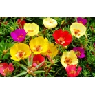 Purslane (Portulaca)