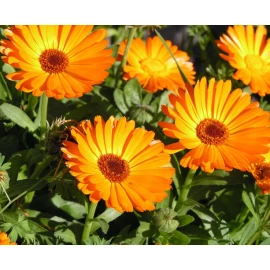 Calendula officinalis