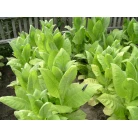 Tobacco