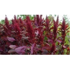 Amaranth red giant