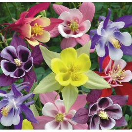 Aquilegia (mix)