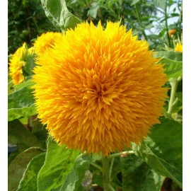 Cute bear sunflower