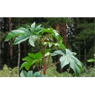 Zanzibar Castorbean
