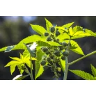 Castorbean (Ricinus communis)