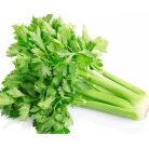 Celery