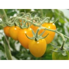 Tomato Cherry (yellow date)