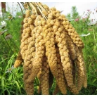 Siberian millet (green foxtail)