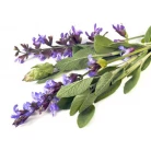 Common sage