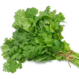 Coriander