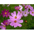 Cosmos