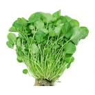 Garden cress