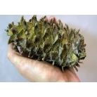 Far East cedar cone
