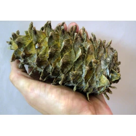 Far East cedar cone