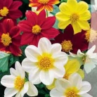 Dahlias "Funny guys" (mix)