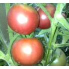 Tomato Granny