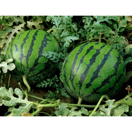 Watermelon (assorted)