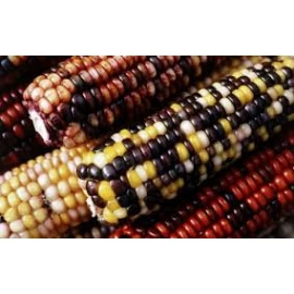 Corn Indian vericolored
