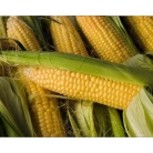 Corn sugar