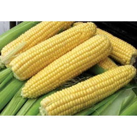 Corn for pop-corn