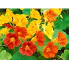Nasturtium