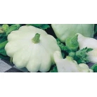 Squash (patisson) white