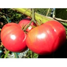 Tomato Pink giant
