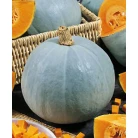 Pumpkin "Volga" gray