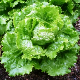 Salad "Odessa curly"