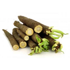 Scorzonera