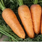 Carrot "Chantenay"
