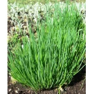 Onion chives