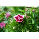 Sweet-william (dianthus barbatus)