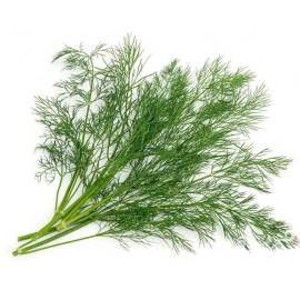 Dill (retro type)
