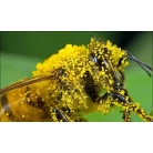 Bee pollen, 50 g