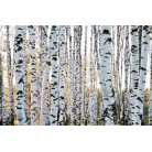 Birch comb "Single"