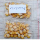 Corn sugar