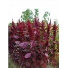 Amaranth red giant
