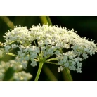 Anise