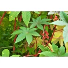 Zanzibar Castorbean