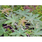 Castorbean (Ricinus communis)
